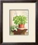 Basil In A Clay Pot by Ina Van Toor Limited Edition Pricing Art Print