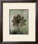 Dry Leaf I by Patricia Quintero-Pinto Limited Edition Print