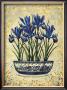 Iris Reticulata by Richard Henson Limited Edition Print