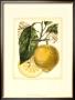 French Lemon Study I by A. Risso Limited Edition Print