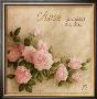 Rosa Centifolia by Vincent Perriol Limited Edition Print