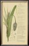 Ornamental Grasses Ii by A. Descubes Limited Edition Print