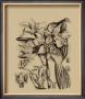 Black And White Curtis Orchid V by Samuel Curtis Limited Edition Print