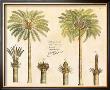 Exotic Plants And Palms by Van Rheede Limited Edition Pricing Art Print