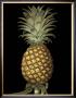 Brookshaw Exotic Pineapple I by George Brookshaw Limited Edition Pricing Art Print