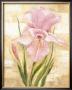 Rose Iris by Rian Withaar Limited Edition Print