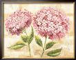 Rose Hydrangea by Rian Withaar Limited Edition Print