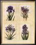 Antique Lavender I by Richard Henson Limited Edition Print