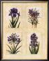 Antique Lavender I by Richard Henson Limited Edition Pricing Art Print