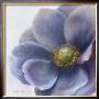 Contemporary Anemone by Danhui Nai Limited Edition Print