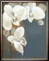 Orchid Whites by Adelene Fletcher Limited Edition Pricing Art Print
