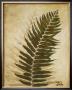 Ferns Ii by Patricia Quintero-Pinto Limited Edition Print