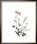 Watermark Wildflowers X by Jennifer Goldberger Limited Edition Print