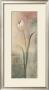 Elegant Tulip by Silvia Vassileva Limited Edition Pricing Art Print