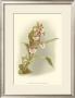 Orchid Garden Iv by H.G. Moon Limited Edition Print
