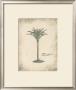 Fibres Palm by Hewitt Limited Edition Print