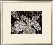 Sepia Hosta I by Francine Funke Limited Edition Print