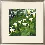 Arums by Jordane D. Grux Limited Edition Print