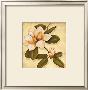 Gold Magnolia Ii by Daphne Limited Edition Print