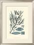Azure Seaweed Iii by Harvey Limited Edition Print