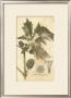 Botanica I by Ludwig Van Houtte Limited Edition Print