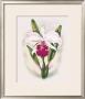 Cattleya Orchid by Ted Mundorff Limited Edition Print