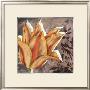 Radiant Tulips Iv by Jennifer Goldberger Limited Edition Print