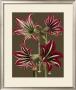 Lush Amaryllis I by Van Houtt Limited Edition Pricing Art Print