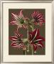 Lush Amaryllis I by Van Houtt Limited Edition Pricing Art Print