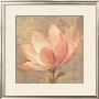 Sweet Magnolia by Albena Hristova Limited Edition Pricing Art Print