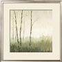 Birch Wood by Sabrina Roscino Limited Edition Print