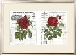 Heirloom Roses by Sarah Elizabeth Chilton Limited Edition Print