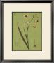 Botanica Verde Iv by John Seba Limited Edition Pricing Art Print