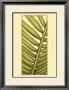 Custom Graphic Palms V by Jennifer Goldberger Limited Edition Pricing Art Print