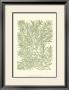 Mossy Branches I by Henri Du Monceau Limited Edition Print