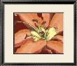 Lily Ii by Nancy Slocum Limited Edition Pricing Art Print