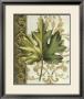 Leaf Assortment I by Ethan Harper Limited Edition Print