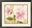 Rose Pansy by Rian Withaar Limited Edition Print
