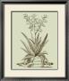 Vintage Aloe Iii by Abraham Munting Limited Edition Print