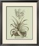 Vintage Aloe Ii by Abraham Munting Limited Edition Print