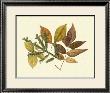 Elm, Spruce, Beech And Ash by Denton Limited Edition Print