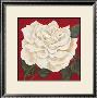Rosa Blanca I by Judy Shelby Limited Edition Pricing Art Print