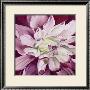 Pink Dahlia by Beth Winslow Limited Edition Print