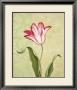 Timid Tulip by Debra Lake Limited Edition Pricing Art Print