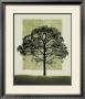 Natures Shapes I by Harold Silverman Limited Edition Print