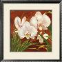 Red Orchid by Laurie Snow Hein Limited Edition Pricing Art Print
