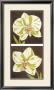 Surabaya Orchids by Judy Shelby Limited Edition Print