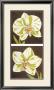 Surabaya Orchids by Judy Shelby Limited Edition Pricing Art Print