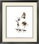 Watermark Wildflowers Ii by Jennifer Goldberger Limited Edition Pricing Art Print