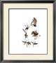 Watermark Wildflowers Ii by Jennifer Goldberger Limited Edition Print